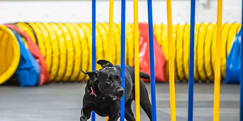 MDTC November Agility Trials