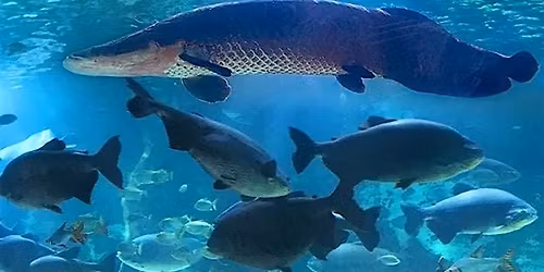 OVSCC Student Night at Newport Aquarium