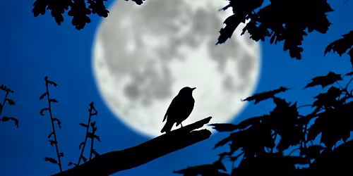 Nocturne: Nature by night in Talbot Woods