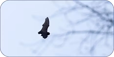 Bat Bonanza