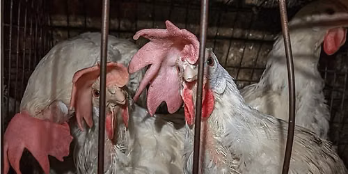 Empire of greed: Sobeys breaks its cage-free egg promise to Canadians. 