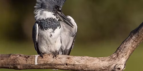 Queer Birders Club:  Whatcom Falls Park