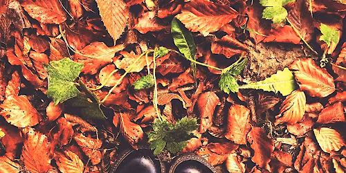 Autumn Stroll