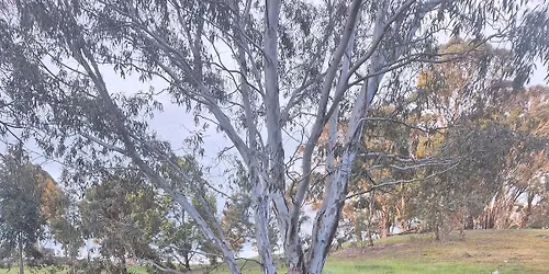 Sound, Art & Horse Healing Workshop 