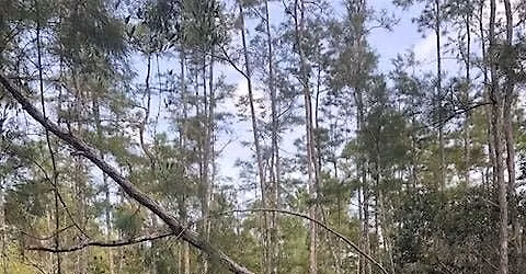 Geocaching at CREW Flint Pen Strand Trails