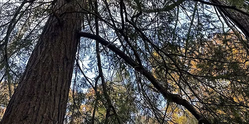 Mindful Resilience ~ Shinrin Yoku Offering