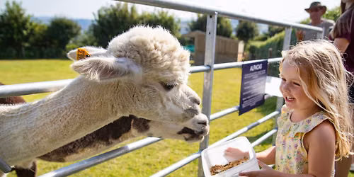 Alpaca Meet & Greet