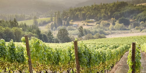 Summer Wine Chat Wednesday