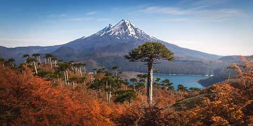 Summer Salt with Flamingos in the Tree
