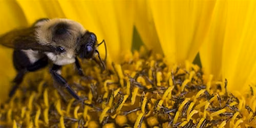 8-10-2026 Native Bees in Florida
