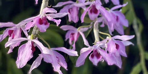 Wisconsin Orchid Show & Sale: Fall in Love with Orchids