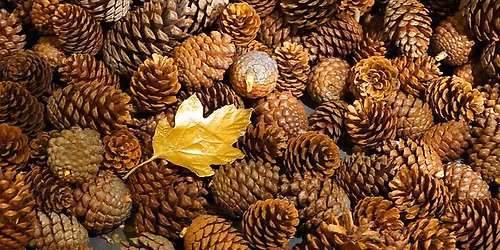Create with Pine Cones!