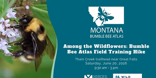 Among the Wildflowers: Bumble Bee Atlas Field Training Hike