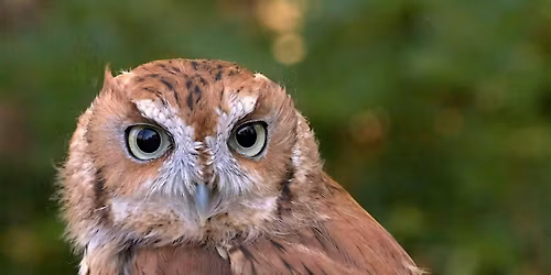 Friday Night Nocturnal Wildlife Walks