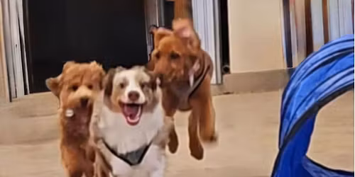 Indoor Doggie Recess 🐶🎾