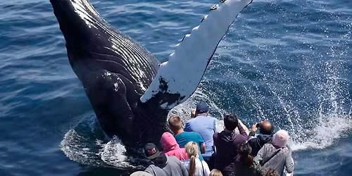 Homeschool New England Aquarium Whale Watch Tour