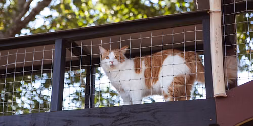 The 14th Annual Catio Tour
