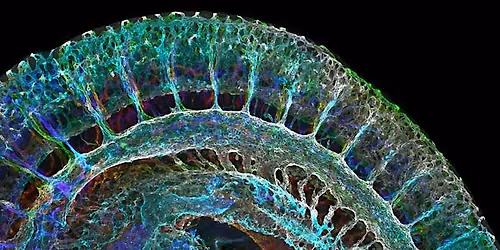 The Art of Microscopy