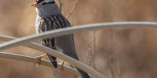 Family Friendly Nature Walk at the Cosumnes River Preserve
