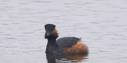 Community Birdwatching Walk at RSPB St Aidan's - Leeds Lapwings