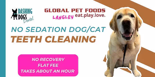 No Sedation Dog Teeth Cleaning - Langley