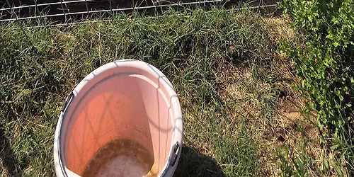Fall Volunteering at Cloven Heart Farm Sanctuary