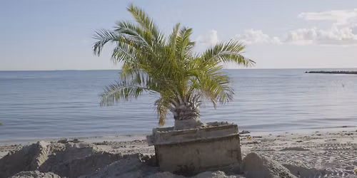 Palm Architecture: WIP short film & open conversation. In english.