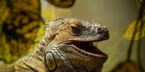 Reptile Shows of New England Visits the Carnegie Library