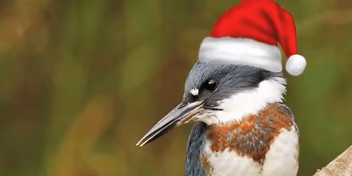 Christmas Bird Count \u2013 Charles Town Circle