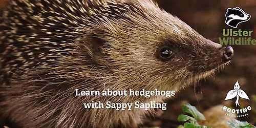 Learn about Hedgehogs with Sappy Sapling