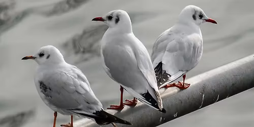 Gulls and Falls