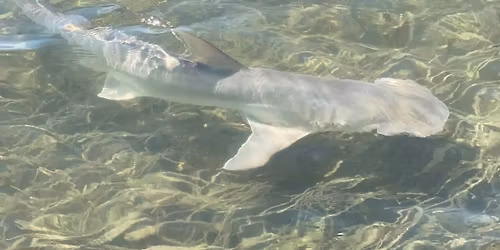 Our fisheries past and present with Captain Van