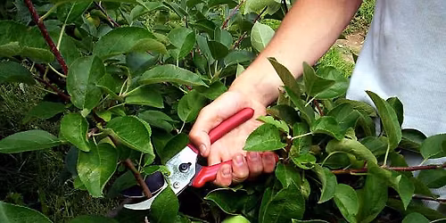 Pruning Fruit Trees