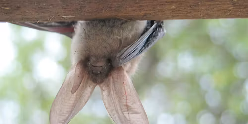 11-1-2025  Bats in our Central Florida Neighborhoods