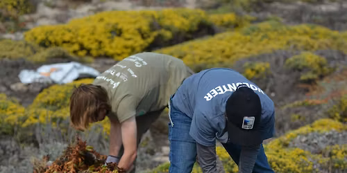 Iceplant Removal at Martin Dunes