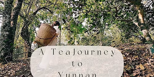 Authentic Tea Tasting| Tea Ceremony A Tea Journey to Yunnan| CommuniTEA