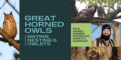 Owl Presentation: Great Horned Owls: Mating, Nesting, and Owlets