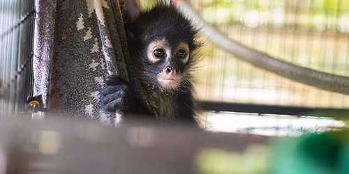 Adults Only Program: Learn More About Wildlife Trafficking