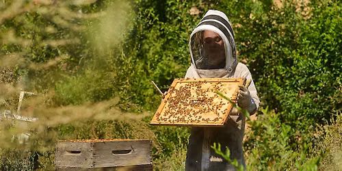 Honey Harvest at The Gardens