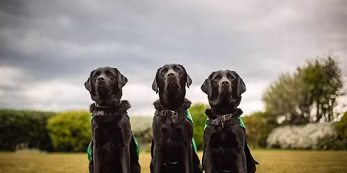 Family Dog for Students and Professionals