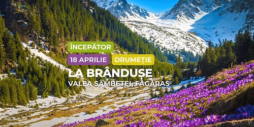 Drume\u021bie \u00eencep\u0103tor - intermediar: La br\u00e2ndu\u0219e pe Valea S\u00e2mbetei, F\u0103g\u0103ra\u0219