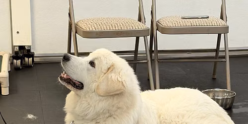 Beginner Dog training class