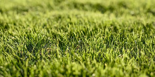 Canton Grass Bash Volleyball Tournament