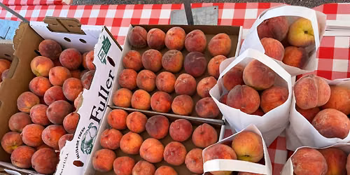 Colorado Peaches Arrive 4 The Season