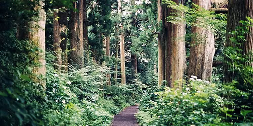 Night Forest Walk: readings and performances in the woods