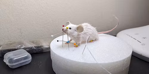 Mouse Taxidermy Class