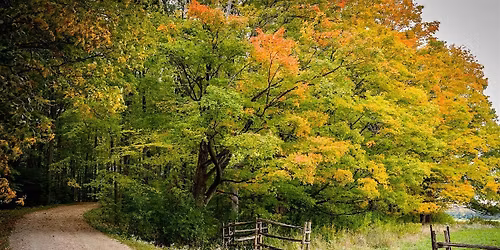 Fall Forest Bathing: shinrin-yoku