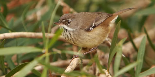 Douglas Road, Martin (Birdlife WA Members only) - morning excursion