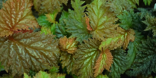 PNW Begonia Society Meeting + New Officer Vote