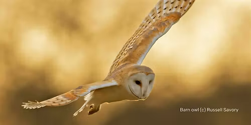 What a Hoot!  Wild Child Workshop
